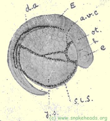 Plate I, fig. 1: