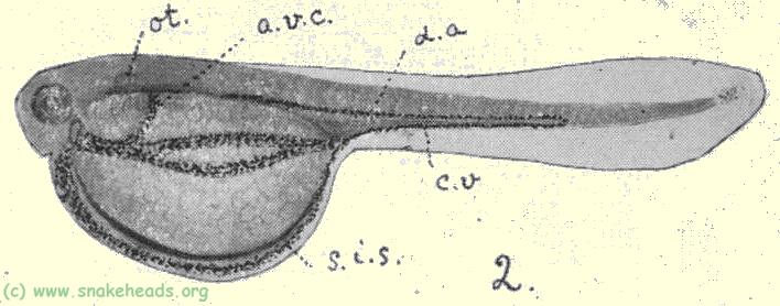 Plate I, fig. 2: