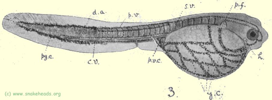 Plate I, fig. 3: