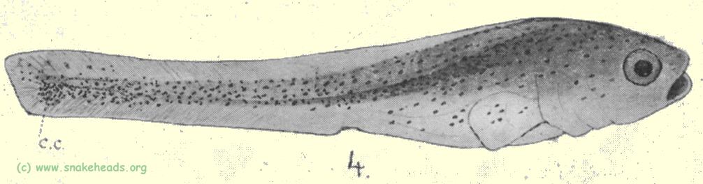 Plate I, fig. 4: