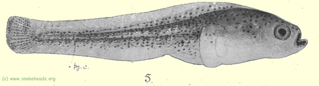 Plate I, fig. 5:
