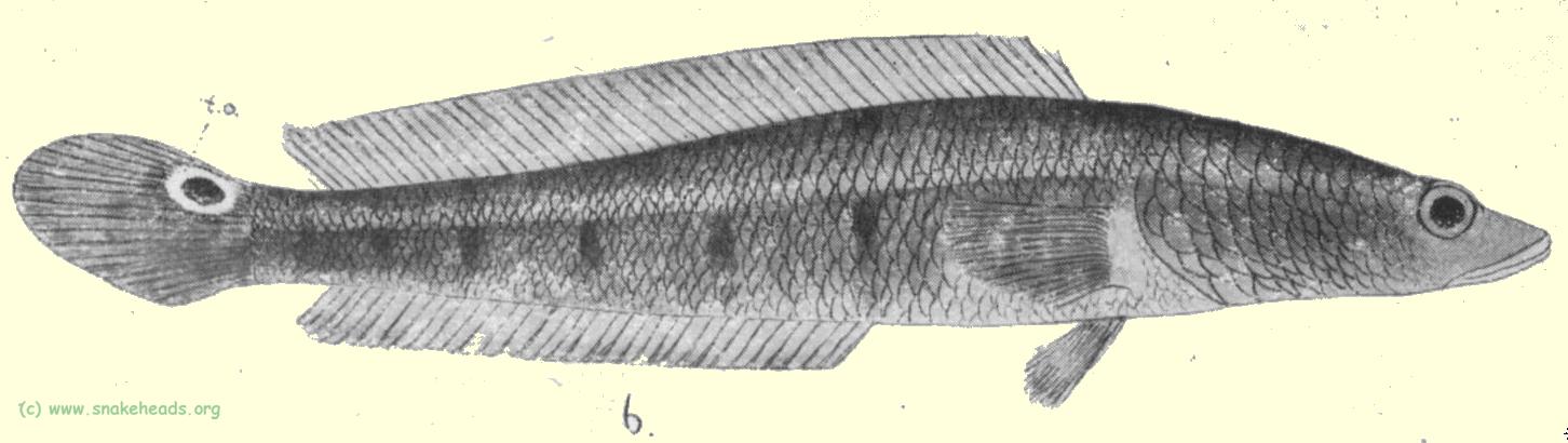 Plate I, fig. 6: