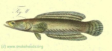 Bleeker drawing of C. polylepis, a synonym of C. lucia