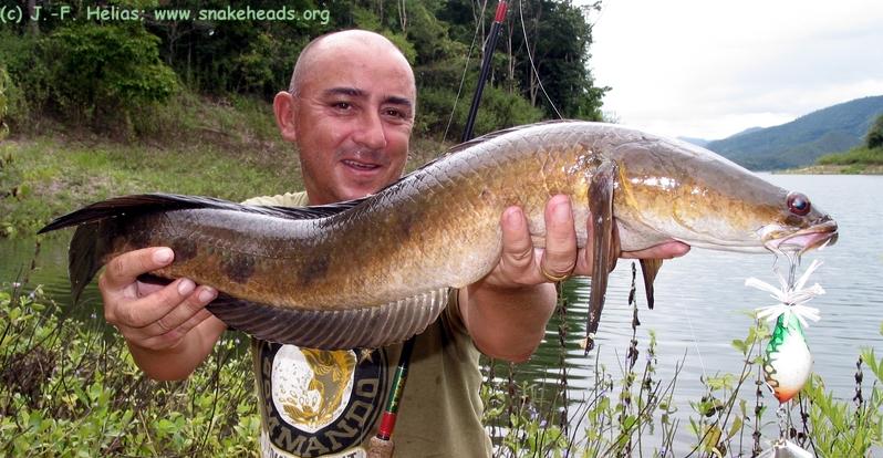 2.22 kg C. marulia