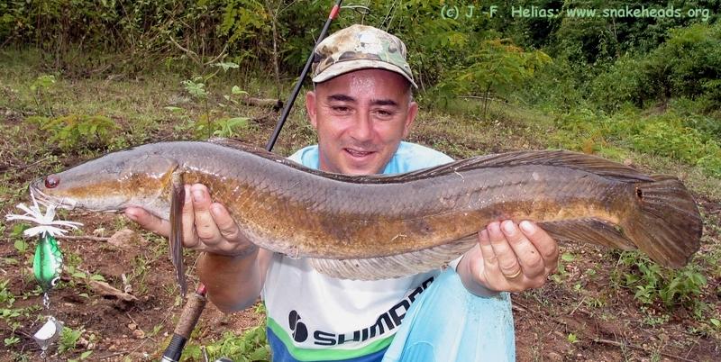 2.65 kg C. marulia