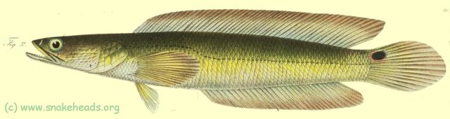 C. marulioides, drawing of Bleeker's atlas, table 399, fig. 2