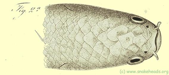 Head of c. marulioides, drawing of Bleeker's atlas, table 397, fig. 1a