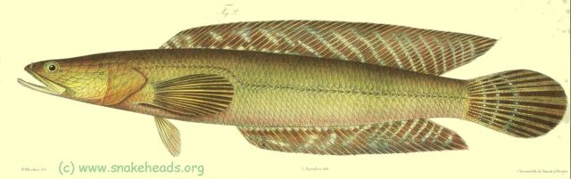 C. melanoptera, drawing of Bleeker's atlas, table 399, fig. 2