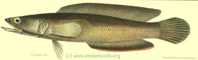 C. melasoma, drawing of Bleeker's atlas, table 399, fig. 4