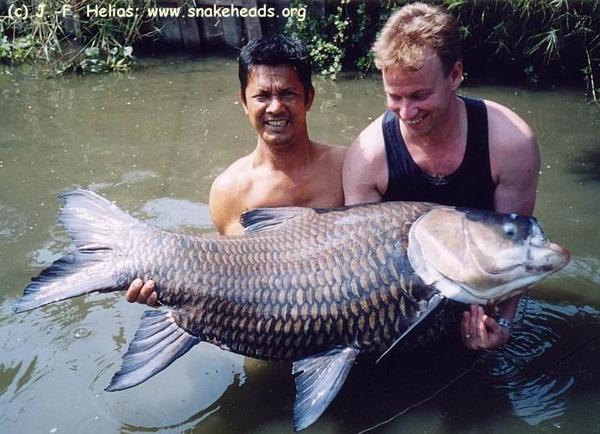 Catlocarpio siamensis 75kg