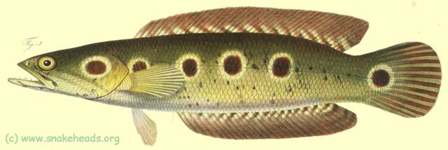 C. pleurophthalma, drawing of Bleeker's atlas, table 397, fig. 3