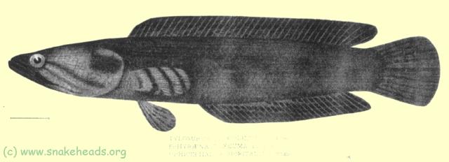 Fowler drawing of C. spiritalis