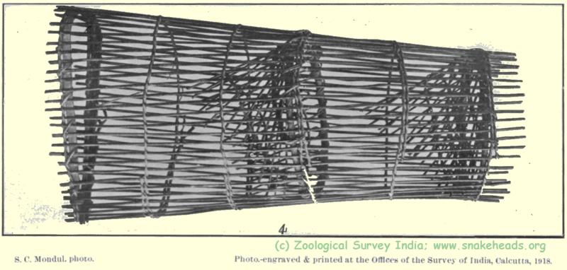 trap for c. striata in Lake Inle