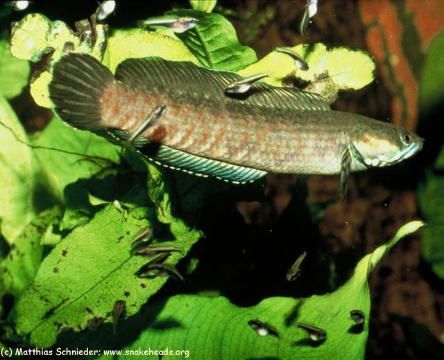 A male C. spec. Assam guarding his hatchlings