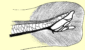 12th day larva of C. striata