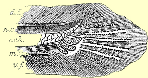 25th day larva of C. striata