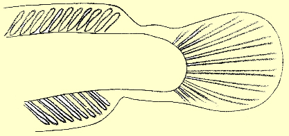 40th day larva of C. striata