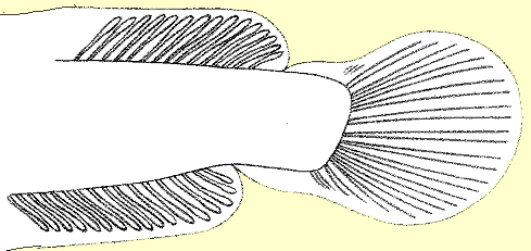 40th day larva of C. striata - hinder end