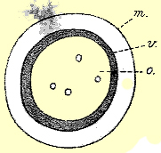 egg of C. striata