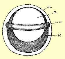 egg of C. striata after 15 hours