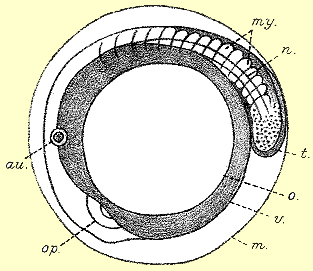 egg of C. striata after 15 hours from above