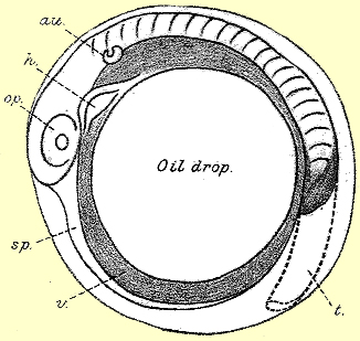 egg of C. striata after 20 hours