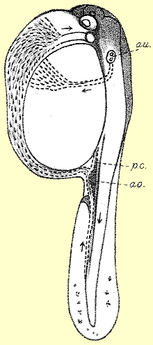 newly hatched larva of C. striata