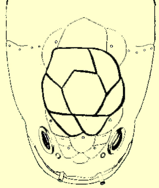 PlateXXIII, fig. 5: Head shields of O. gachua