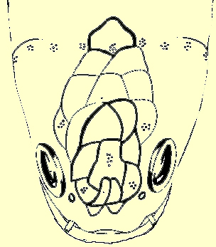 Plate XXIII, fig. 2: O. marulius headShield