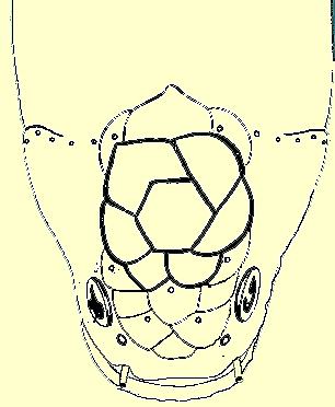 Plate XXIII fig. 6: C. orientalis headShield