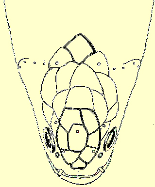 Plate XXIII, fig. 4: O. punctatus headShield
