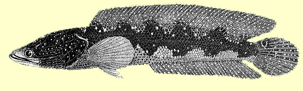 Plate XXIV: O. marulius