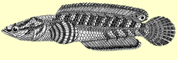 Platex XXVII: C. orientalis