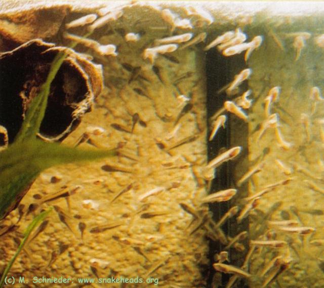 C. sp. Himalaya brood below bubble nest