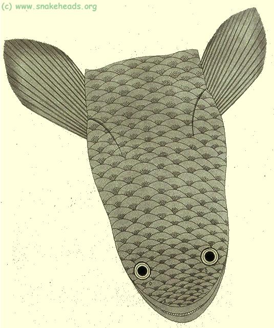 C. punctata by P. Russel, top view