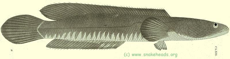 C. striata by P. Russel